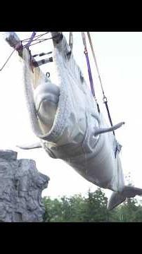 Belugas and dolphins rescued from Canada’s Marineland arrive in Spain