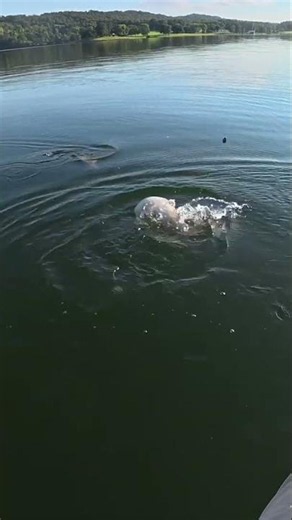 Hand Feeding Catfish