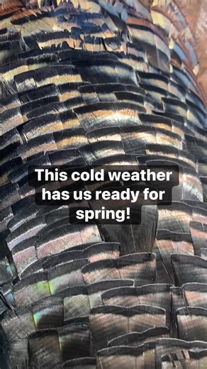 This cold weather has us ready for the sights and sounds of spring! Cmon Turkey season! #hunting | Wallhanger TV