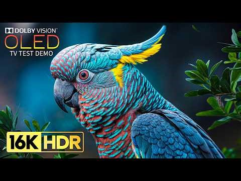 JUST WOW OLED Test Demo | Dolby Vision HDR at 240fps (8K/4K TV)