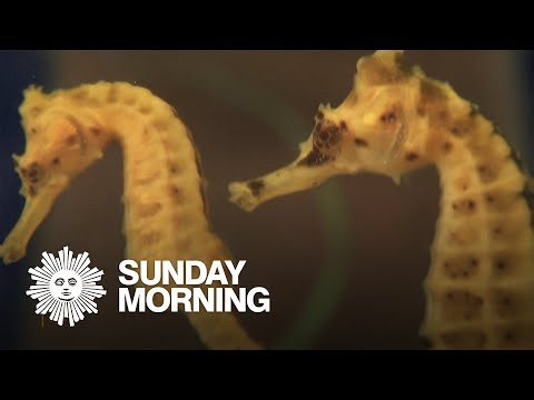 Seahorses and seadragons, some of Nature's most curious creatures