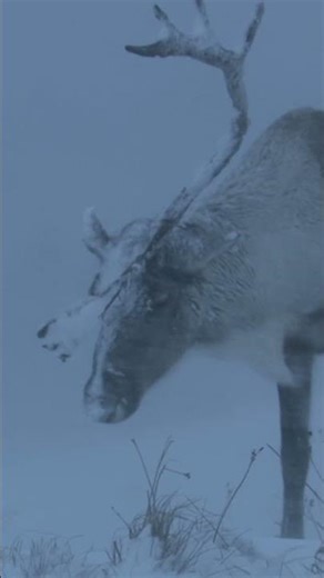How Reindeer Conquer Winter #reindeer #winter #highlands