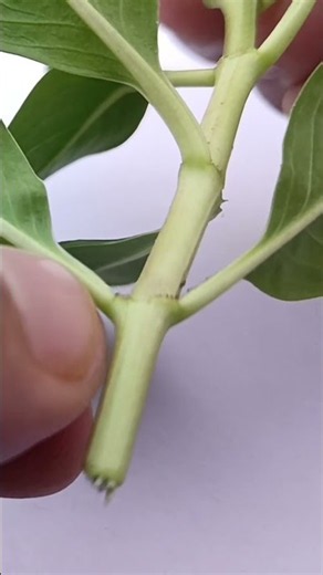 what is leaf // #science // #leaf // #biology