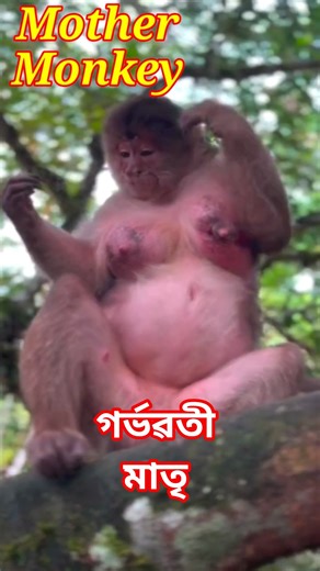 Motherhood in the Wild. Pregnant Monkey's Self-Care.