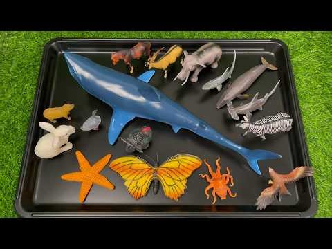 Big Ocean Animals 🐋 Whale, Shark, Octopus & Starfish Fun