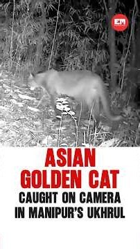 Asian golden cat captured for the first time in Manipur’s Shirui hills #manipur #wildlife #goldencat