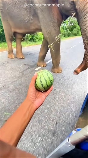 Mother Elephant Had Cutest Plan 😲