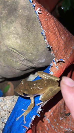 👉 A bunch of adorable tree frogs