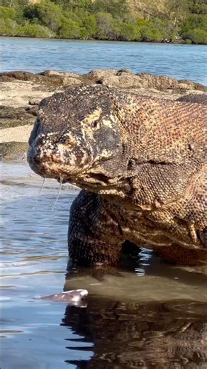 physical characteristics of aggressive Komodo dragons