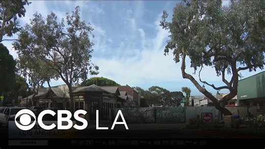 Laguna Beach eucalyptus trees cut down unexpectedly, city says they will be replaced