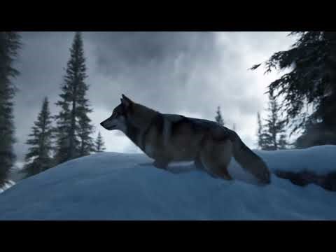 Silent Chase in the Snow | Wolves & Deer | Central Europe ❄️🐺#CinematicNature #WildlifeFilm#Wolves
