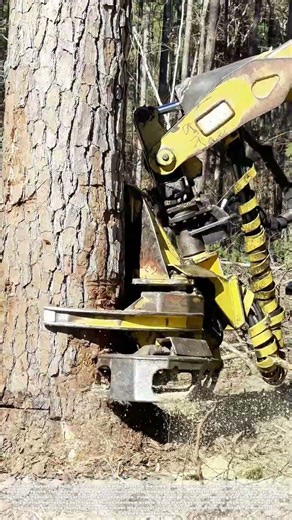Forging Strength from the Fall: The Alchemy of Modern Timber Harvesting