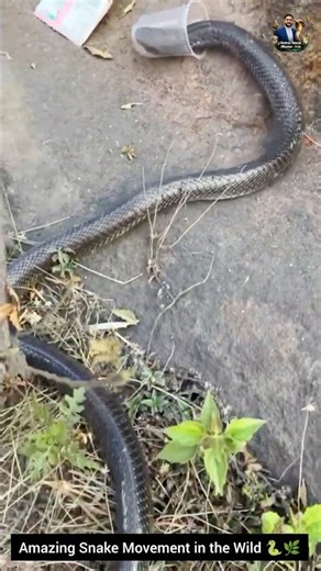Amazing Snake Movement in the Wild 🐍🌿#SnakeMovement #Wildlife #NatureBehavior #snake