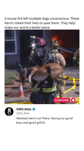 Firefighters Rescue Dogs From House Fire — Bring Them Back to Life