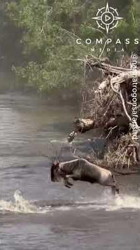 Crocodile Catches Wildebeest During Migration