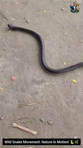 Wild Snake Movement: Nature in Motion! 🐍🌿 #snake #wildliferescue #wildlifeentertainment #wildlife