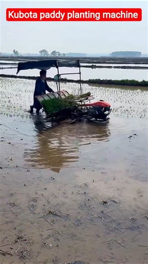 Kubota paddy planting machine 💥 #shorts #kubota #paddytransplanter