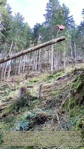 Hoisting Felled Logs: How Aerial Cable Systems Move Heavy Timber Across Steep Mountain Terrain