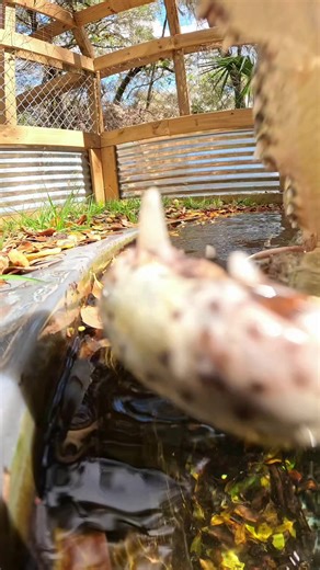 Croc almost eats my camera! Again😂. Checkout how well Cadmus the Nile crocodile kept up with his training after not being fed or having the training reinforced for five months through the brutal winter we had!! He is at his hungriest, and most people would assume most aggressive state, yet he stationed perfectly at the edge of the pond and waited for me to come feed him! This is the same croc that would come charging after me and try to death roll the stick from my hands, he was very aggressive