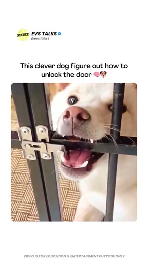 This Dog OUTSMARTED the Gate 😂🐶