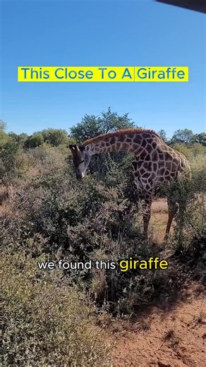 Wild Giraffe Up Close on Safari 🦒 South Africa