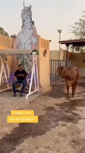 gir bull garediyo bull result | future top breeding bull result in gir for red color#short#bull#cow