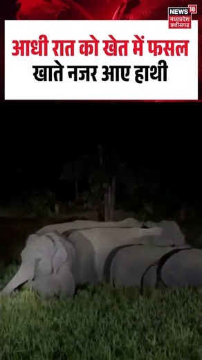 Elephants Eating Crops Viral Video: छत्तीसगढ़ मेंआधी रात को खेत में फसल खाते नजर आए हाथी |
