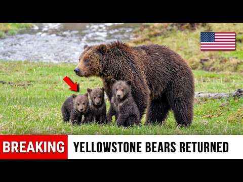 Yellowstone Had Only 136 Grizzly Bears Left — 50 Years Later, What the Number Reached Was Insane