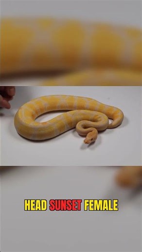 This Is Why I Breed Ball Pythons #ballpython #passion #breeding