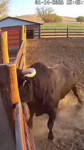 Bull Charges from Behind — Man Escapes Just in Time 😳🐂 #bull