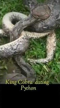 😱King😱Cobra😱vs Phython😱