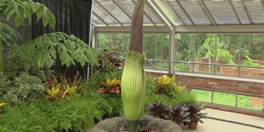 Corpse flower ‘diva’ set to bloom soon in Orange, Texas