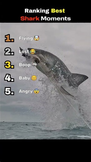Ranking Best Shark Moments