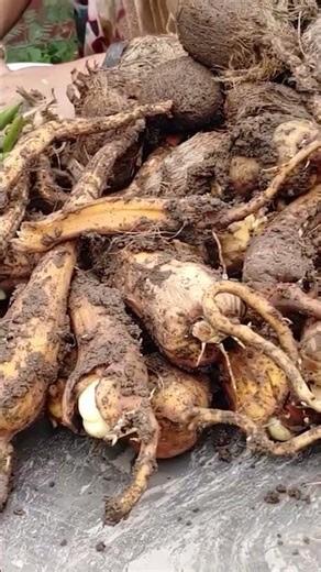 తేగలు ఎలా కాలుస్తారో తెసులుసా?|| TELUGU GARDEN VLOG