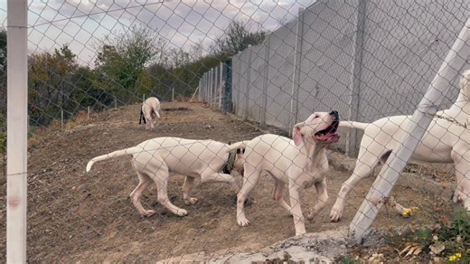 Dogo Argentino perro del lago SPARTA - video y datos