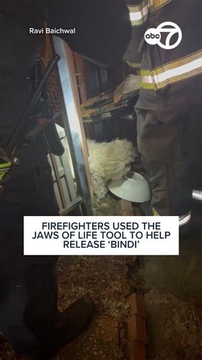 Ravi Baichwal’s dog gets stuck after repeatedly escaping backyard