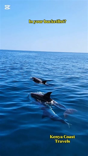 In your bucketlist? Experience the beauty of wild dolphins swimming freely in the crystal-clear waters of Wasini Island. A peaceful morning in the Indian Ocean where nature takes the lead and memories are made naturally. 🌊🐬 #KisiteMpunguti #WasiniIsland #visitkenya #fyp