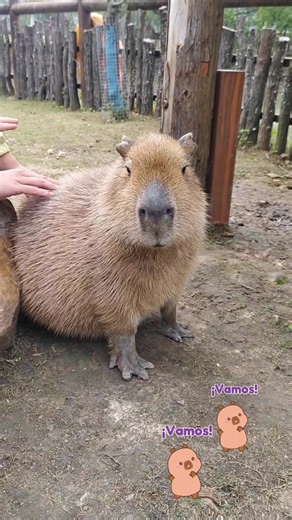 #capybara #love #fyp #Foryou | capybara