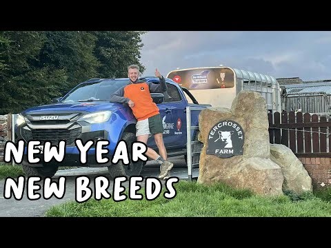 Two new breeds we are trying for 2026!