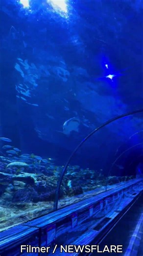 Feeding Frenzy: Hammerhead Shark Goes Wild in Empty SeaWorld Aquarium