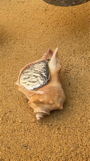 Can we cast a shell Let's find out! 🐌🧪 #science #experiment #casting