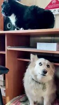 🐶 Epic Dogs Vs Cats Moments 🐈 | Top Viral And Funny Videos | Ultimate Pet Battle