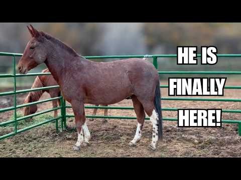 Picking up my new mule!  What do the horses think?  ❤️