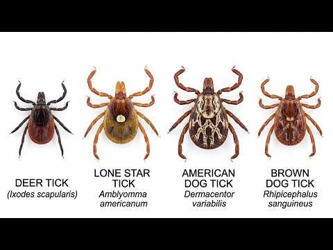 Every deadly TICK type that spreads disease to your dog explained in 9 minutes