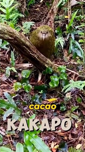 Save Kakapo Hope #amazingfacts #nobatidao#batidao