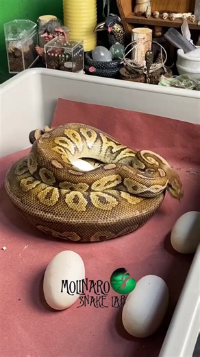 *FULL* Ball Python Hatch! #reels #animals #snake #reptiles #eggs | The Molinaro Snake Lab