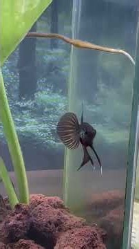 Smaragdina Copper 🫶 #bettafish #aquarium #fishcare