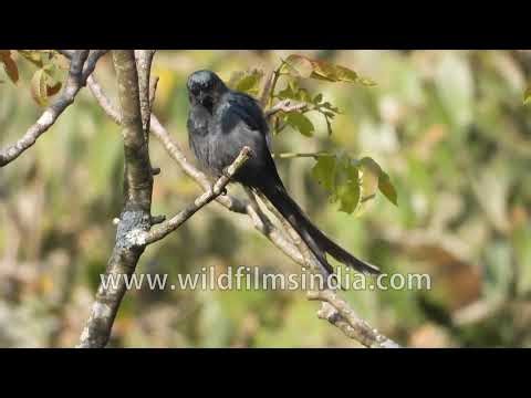 Black drongo wildlife moments from Himalayan foothill forests