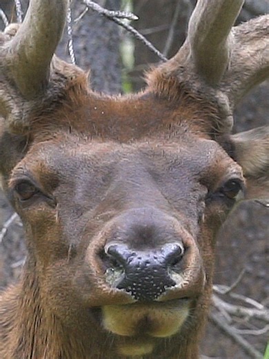 Elk Close Encounter: Bullelk Approaches — Wild Elk Behavior