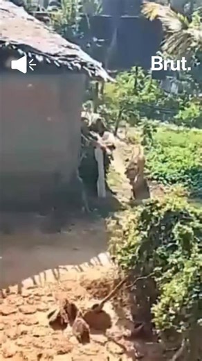 Panic gripped villagers living on the periphery of the Bandhavgarh Tiger Reserve, after a tiger attacked a man and wandered inside the village... | Brut India